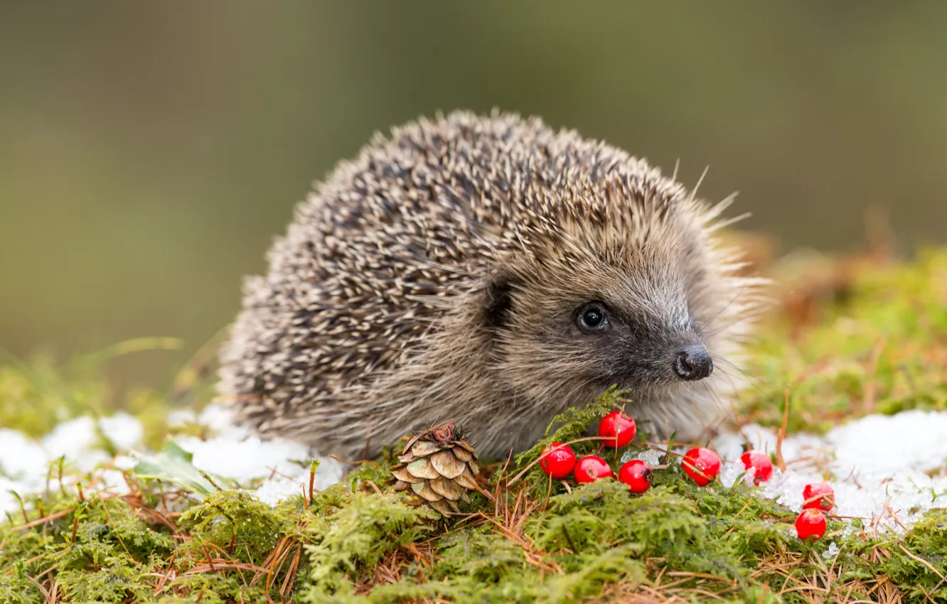 Photo wallpaper Snow, Needles, Moss, Wildlife, Wildlife, Face, Red berries, European Hedgehog