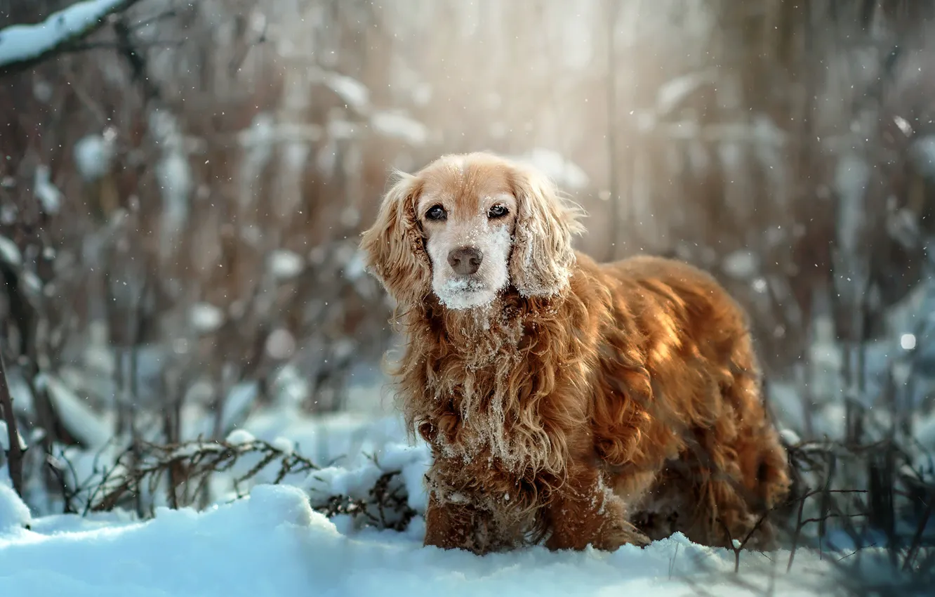 Photo wallpaper winter, grass, snow, nature, animal, dog, the bushes, dog