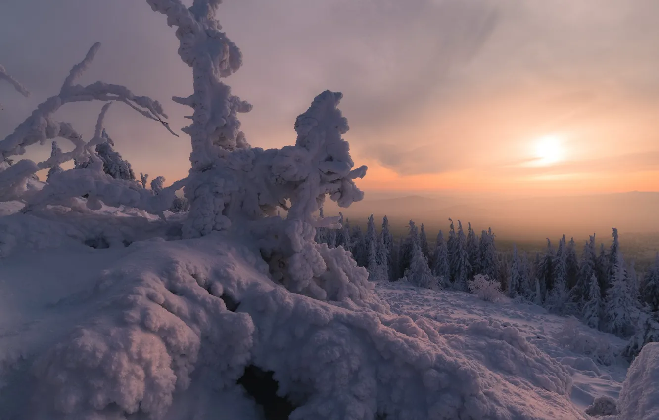 Photo wallpaper winter, frost, forest, the sky, the sun, clouds, snow, trees