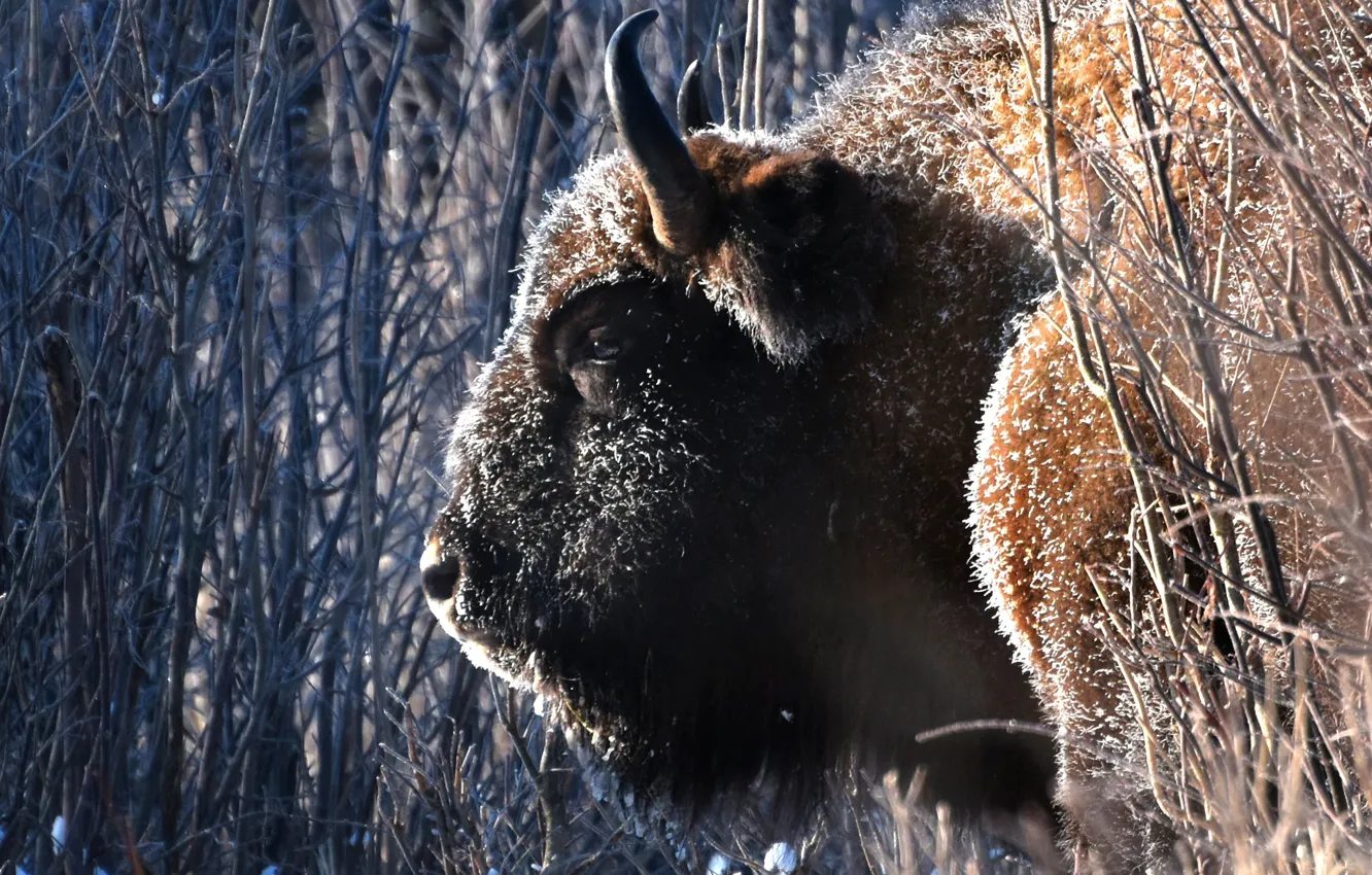 Photo wallpaper face, branches, horns, Bison, giant of the forest