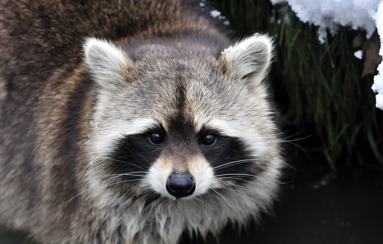 Photo wallpaper look, face, raccoon