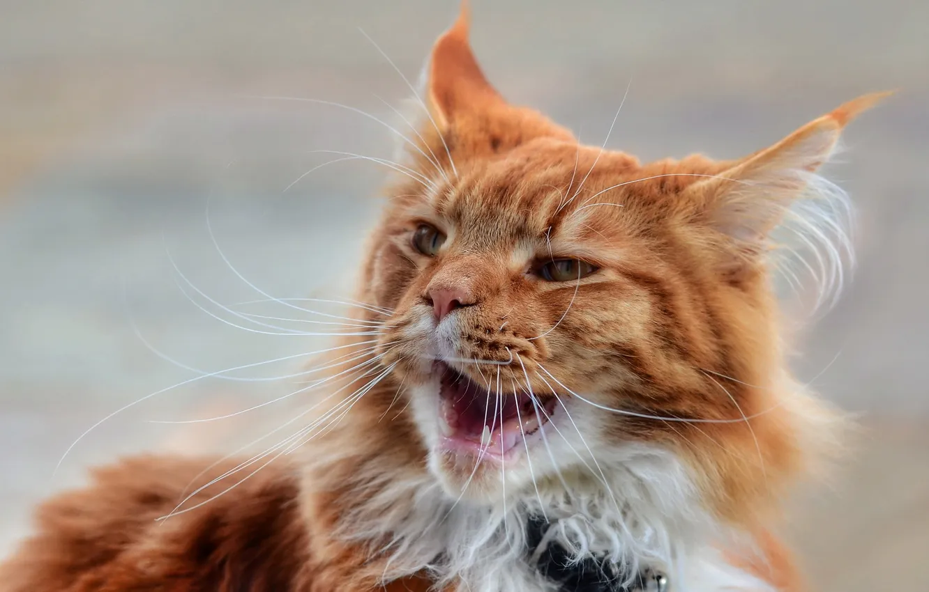 Photo wallpaper cat, look, home