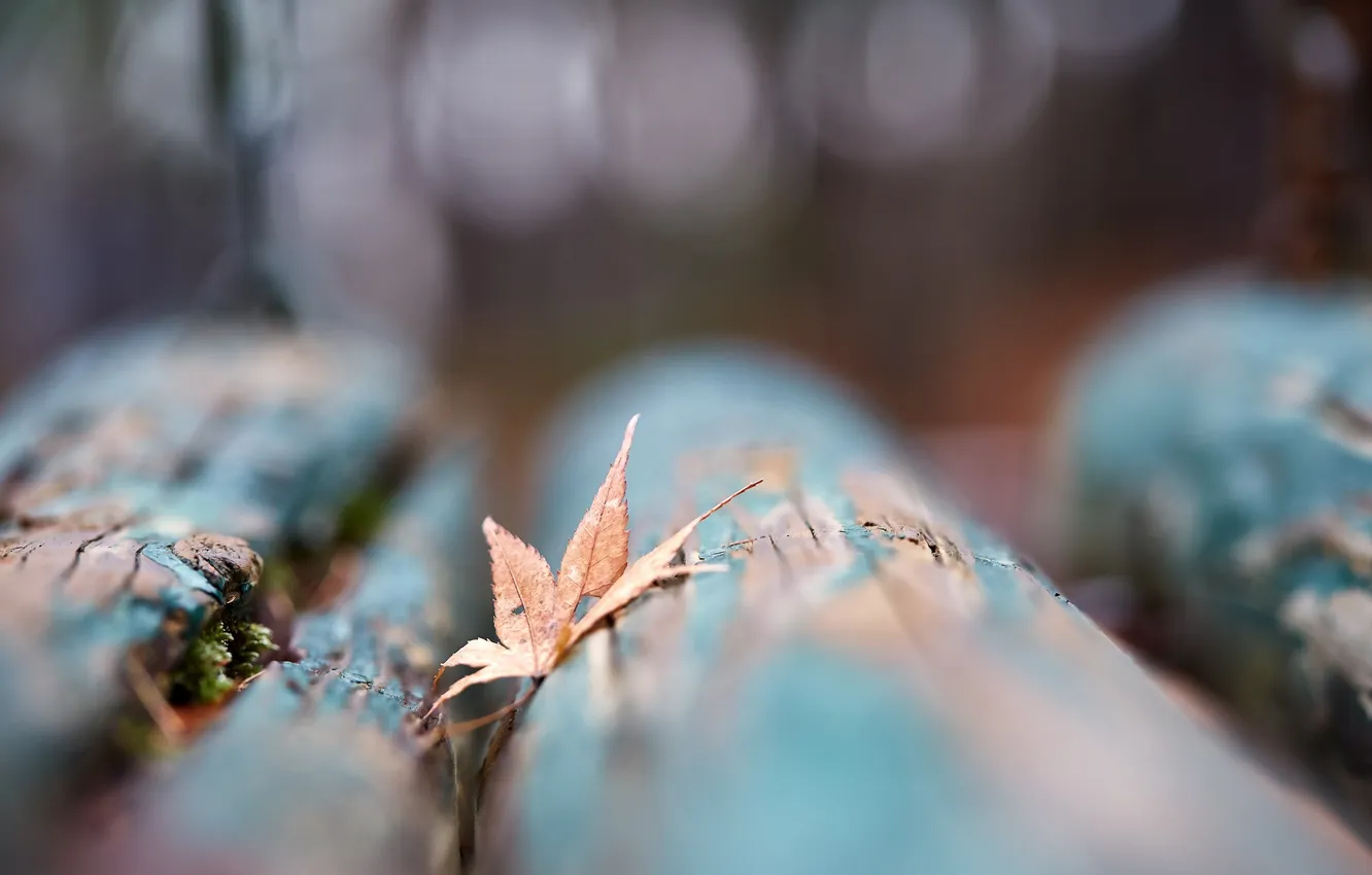 Photo wallpaper autumn, leaves, nature