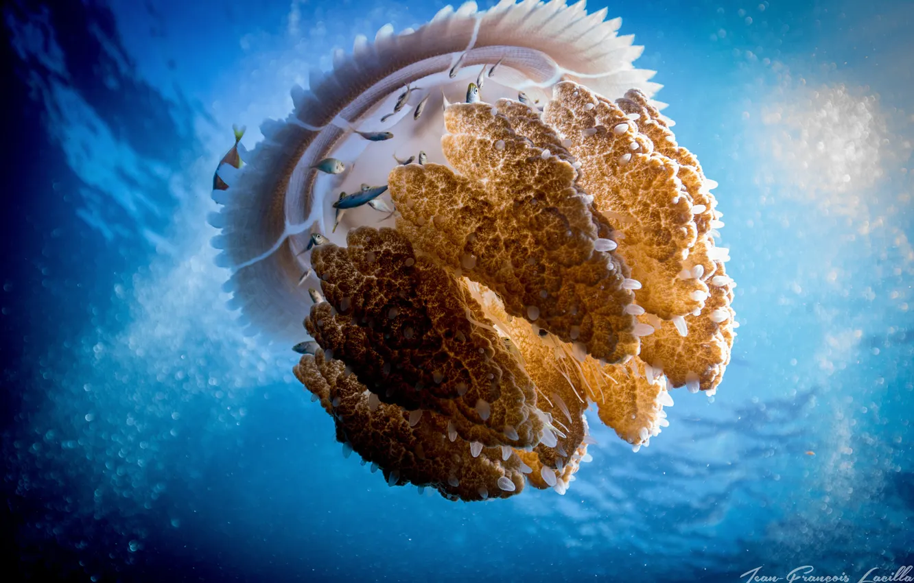 Photo wallpaper sea, fish, Indonesia, jellyfish, Thysanur to thysanoptera