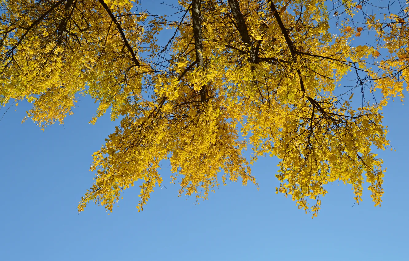 Photo wallpaper autumn, the sky, leaves, tree, branch