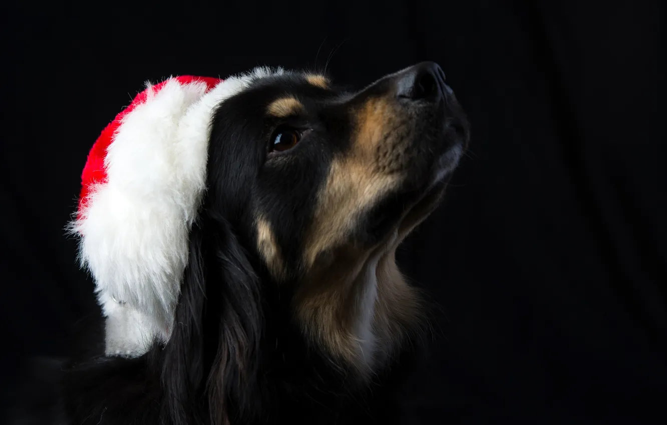 Photo wallpaper face, new year, Santa Claus, cap, dog