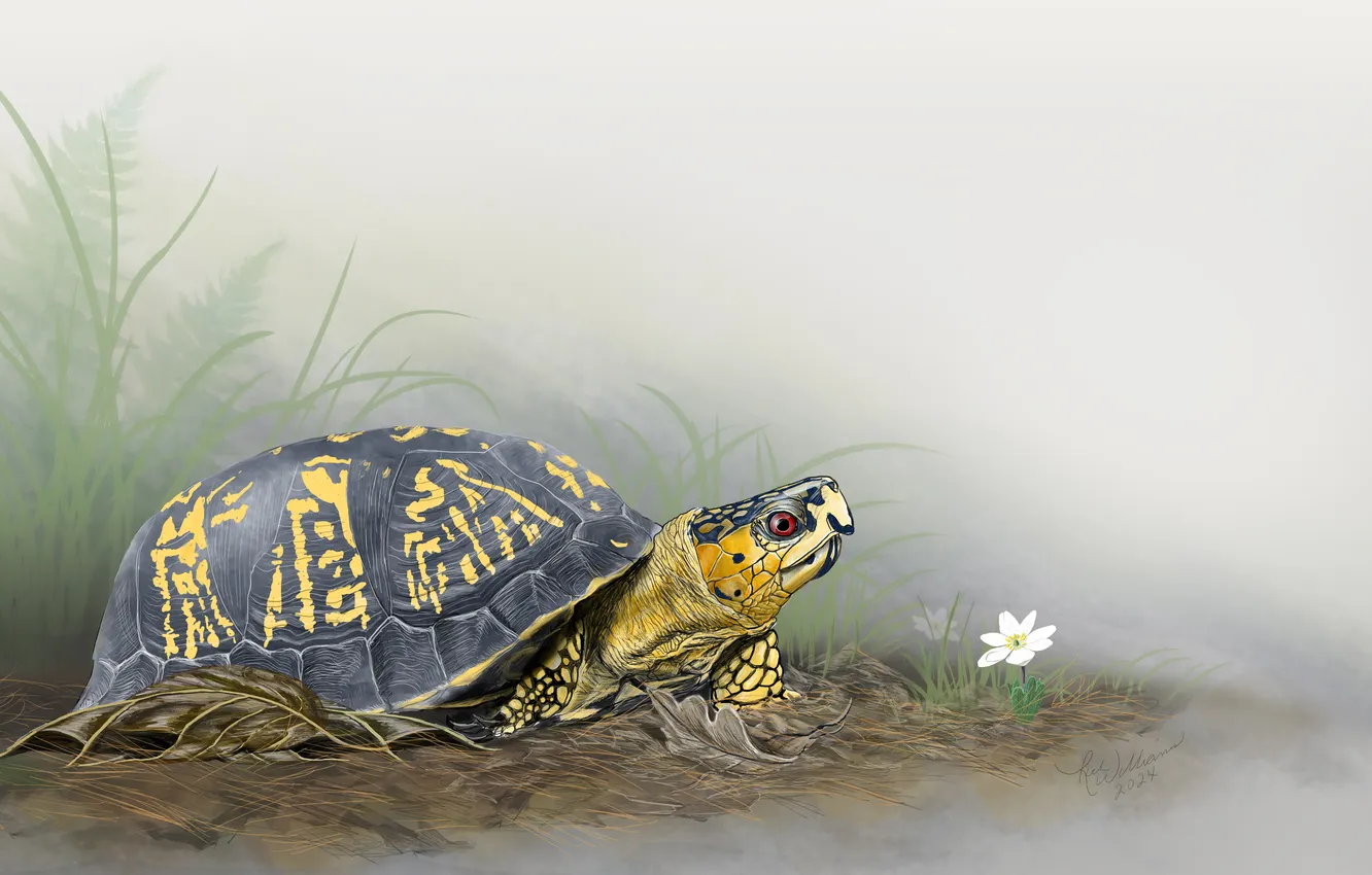 Photo wallpaper flowers, nature, fog, figure, turtle