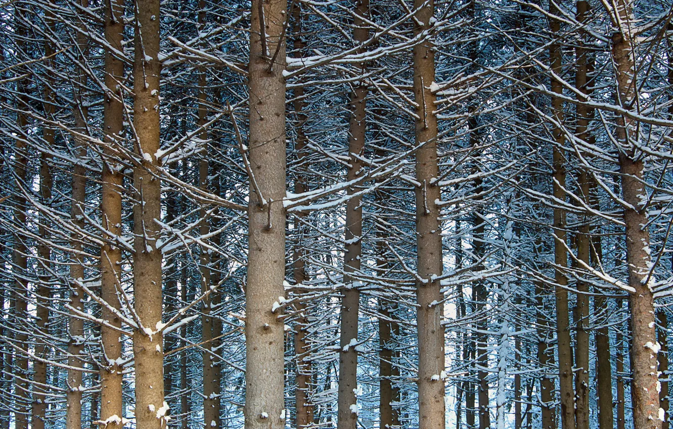 Photo wallpaper forest, trees, nature