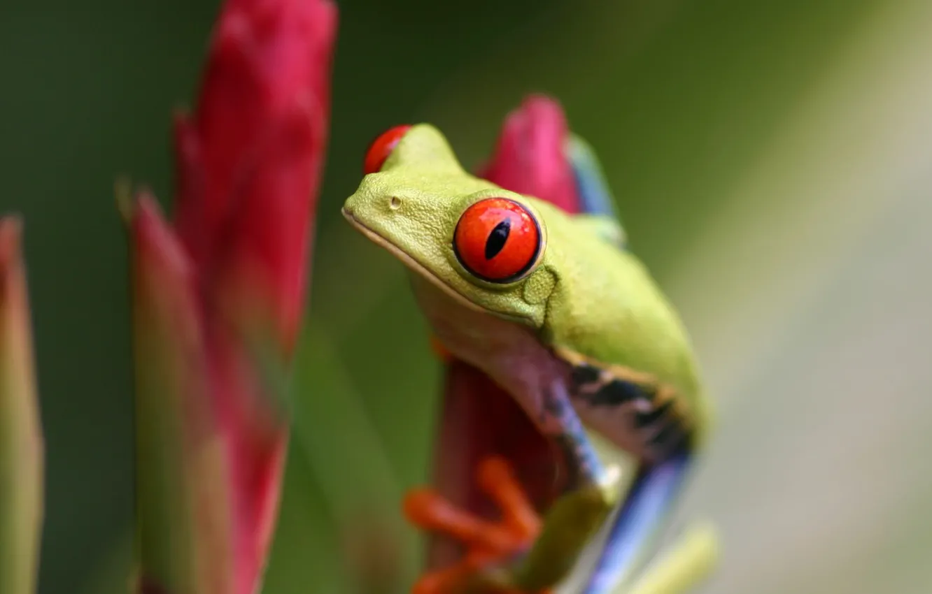 Photo wallpaper green, frog, red eyes, twig