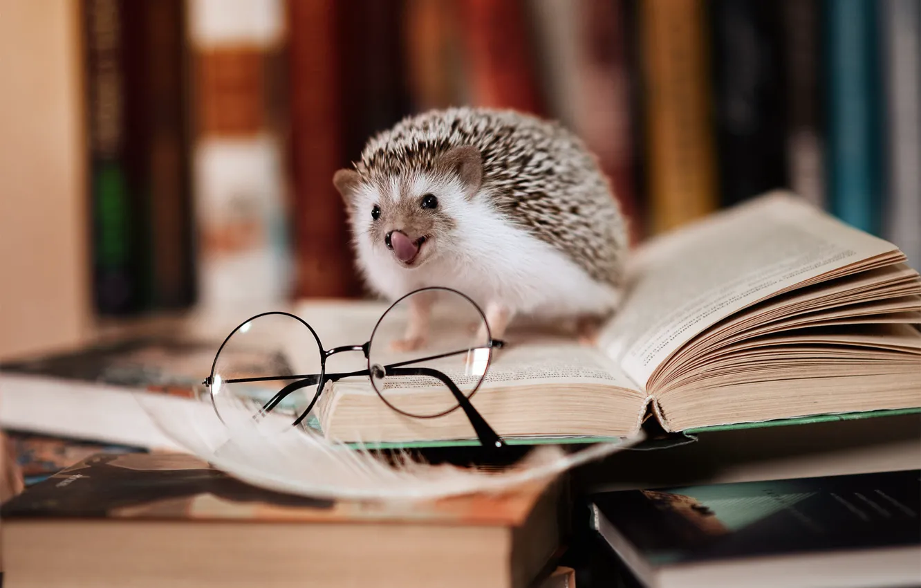 Photo wallpaper books, glasses, library, hedgehog, well - read
