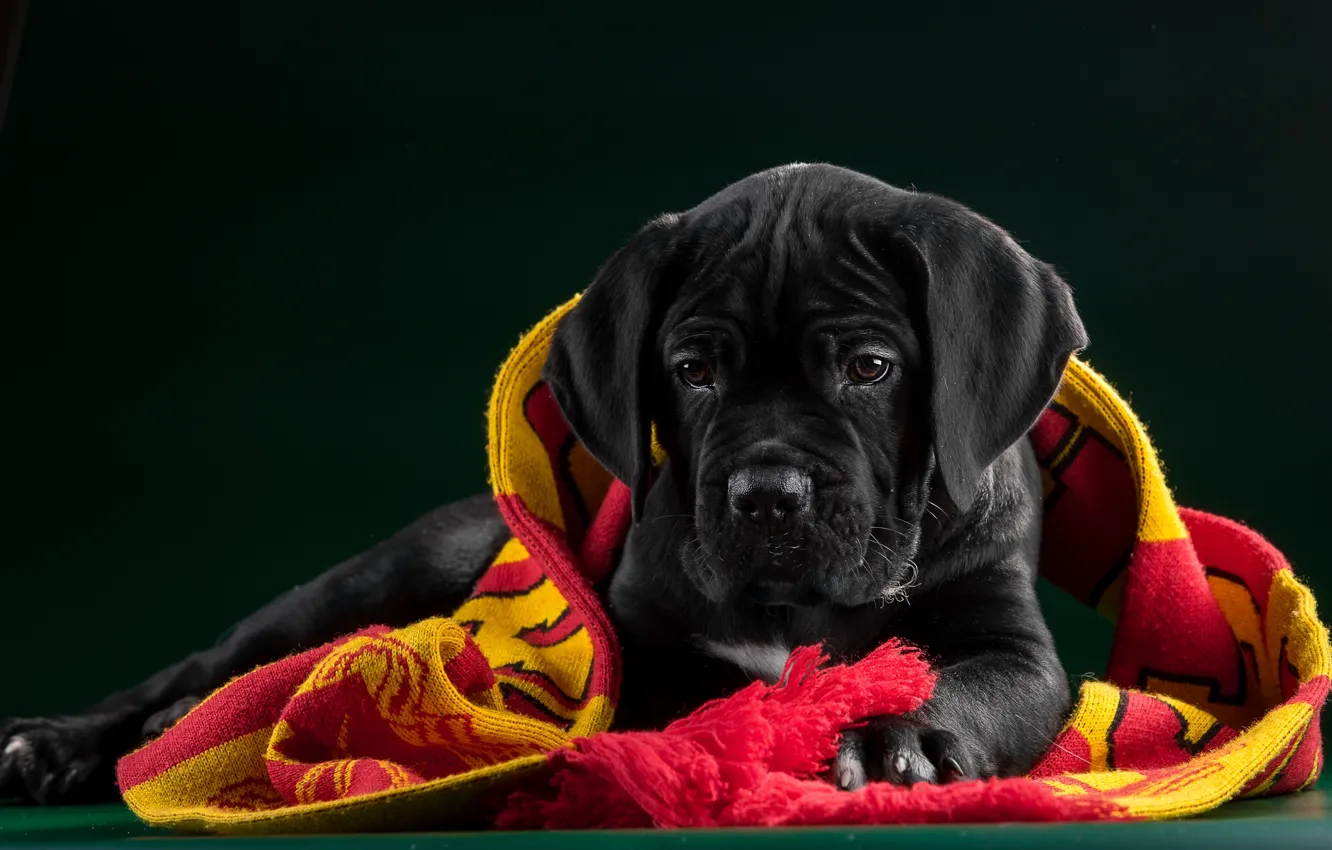 Photo wallpaper black, puppy, fabric, cane Corso