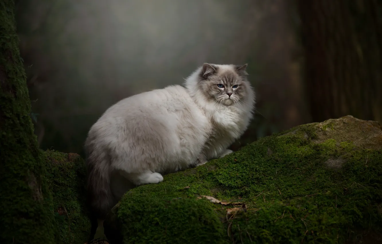 Photo wallpaper forest, cat, cat, look, nature, stones, moss, face