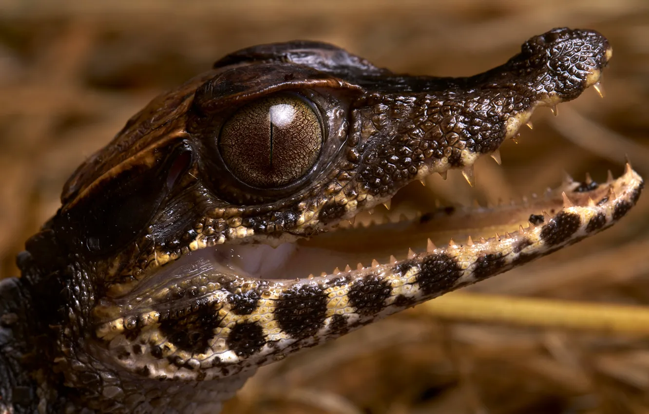 Photo wallpaper look, face, close-up, crocodile, profile, cub, crocodile