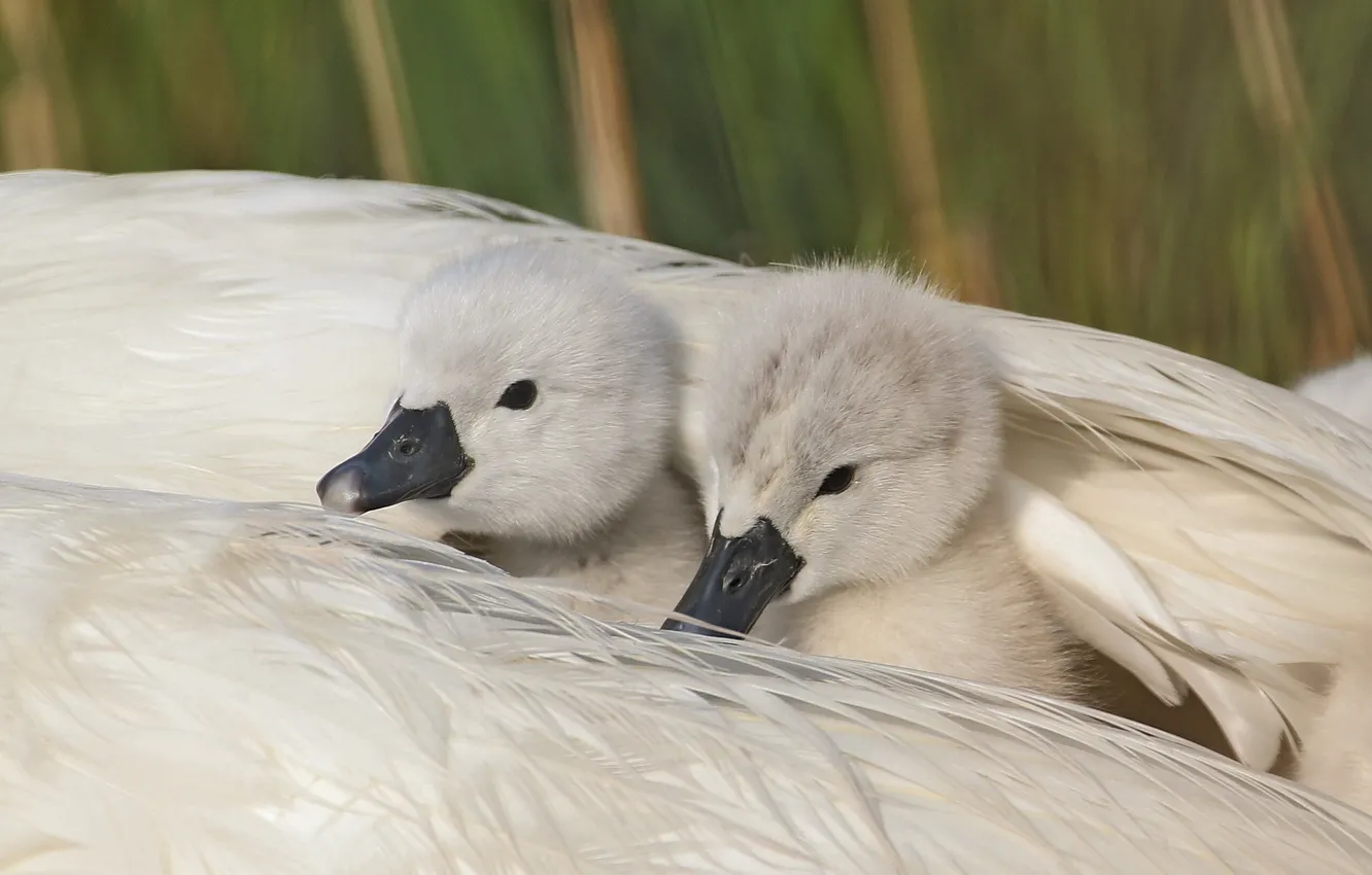 Photo wallpaper feathers, shelter, wing, swans, Chicks