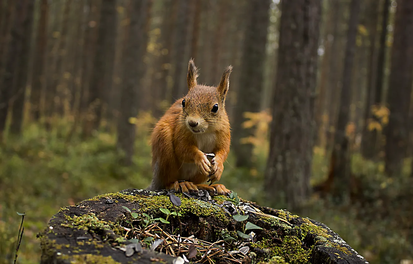 Photo wallpaper autumn, forest, nature, animal, stump, protein, squirrel