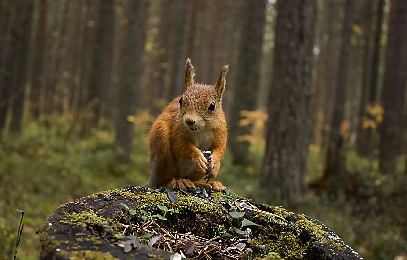 Photo wallpaper autumn, forest, animals, nature, stump, protein, squirrel