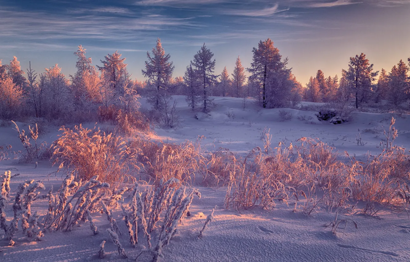 Photo wallpaper winter, frost, forest, the sky, clouds, light, snow, landscape