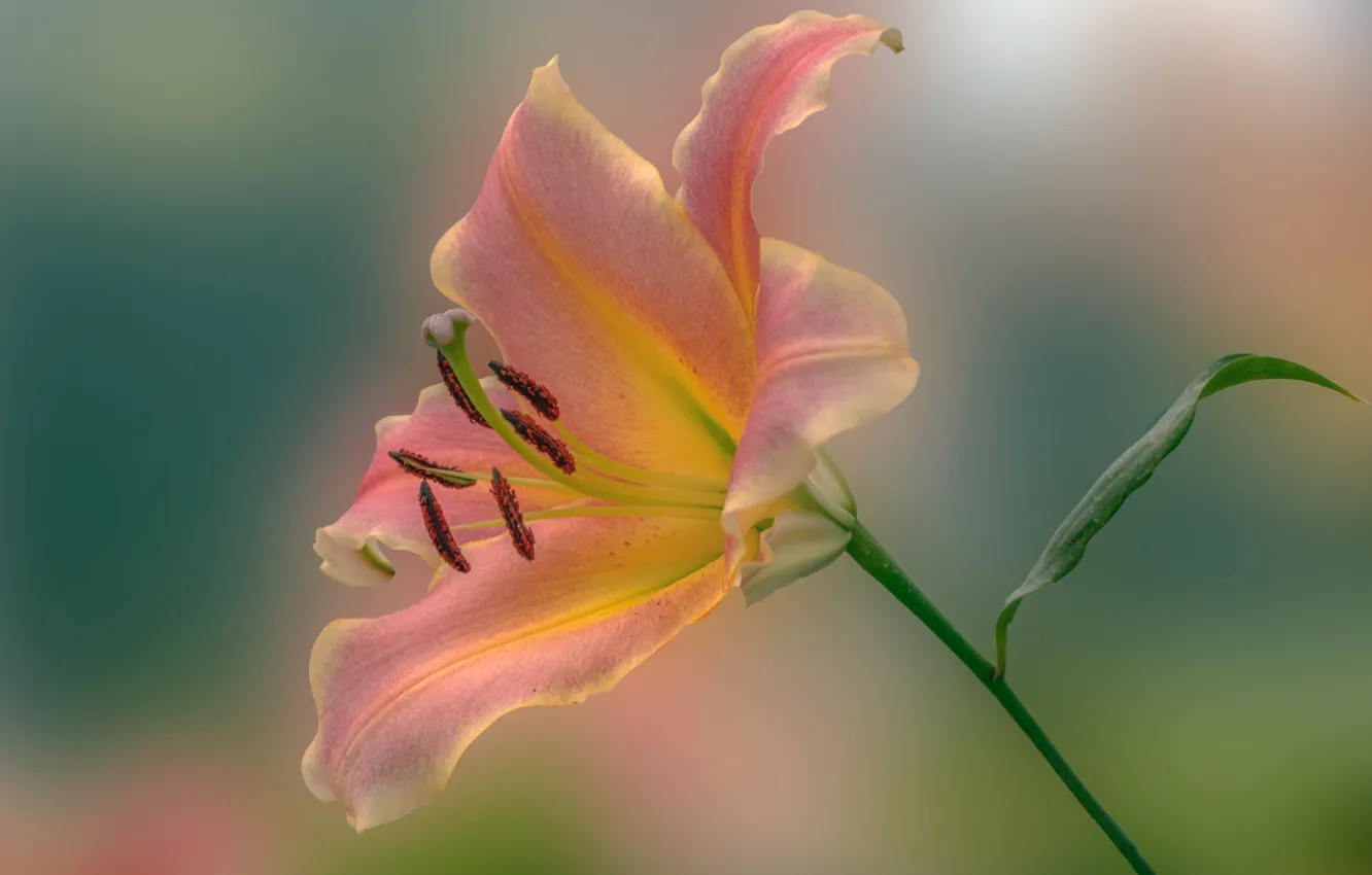 Photo wallpaper macro, background, Lily