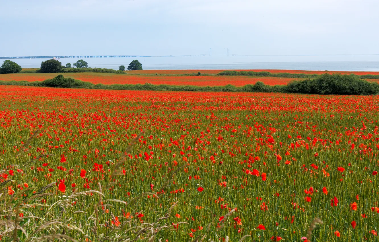 Photo wallpaper summer, flowers, red, Maki, dal, meadow, poppy field