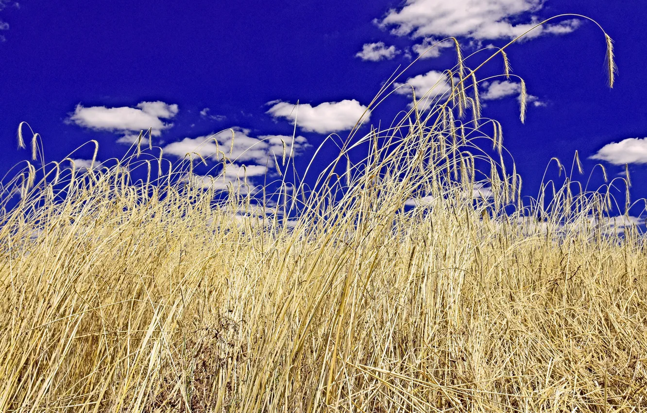 Photo wallpaper wheat, field, the sky, clouds