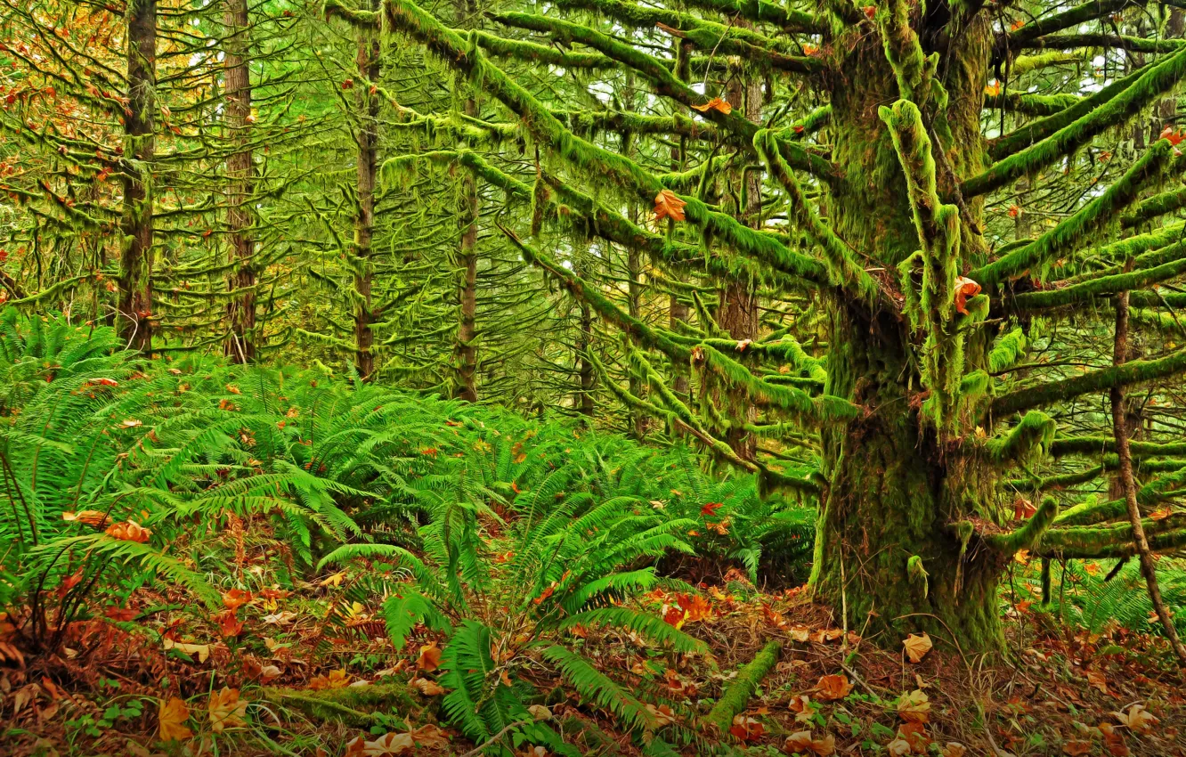 Photo wallpaper forest, trees, thickets, moss, thicket, Oregon