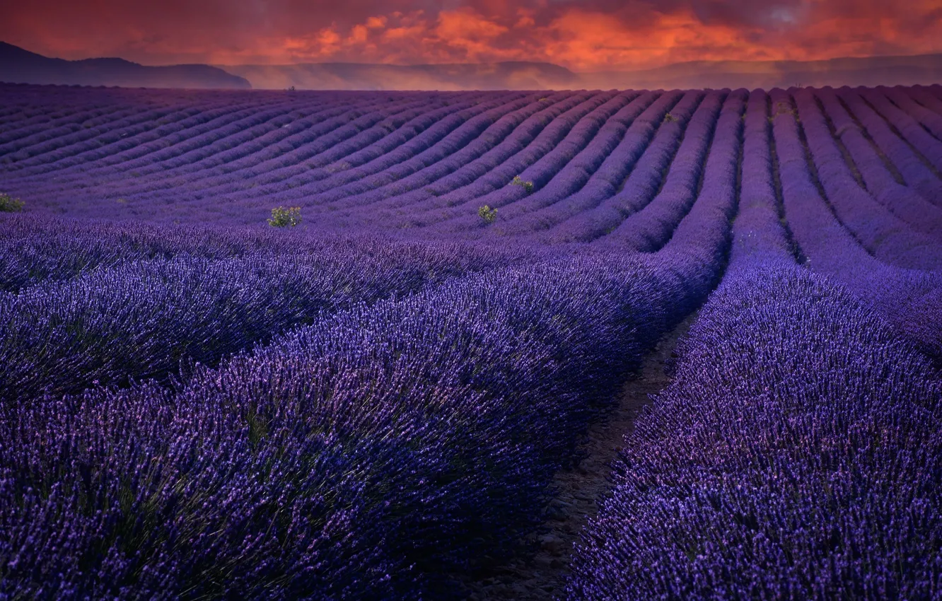Photo wallpaper field, the sky, sunset, flowers, lavender, lilac