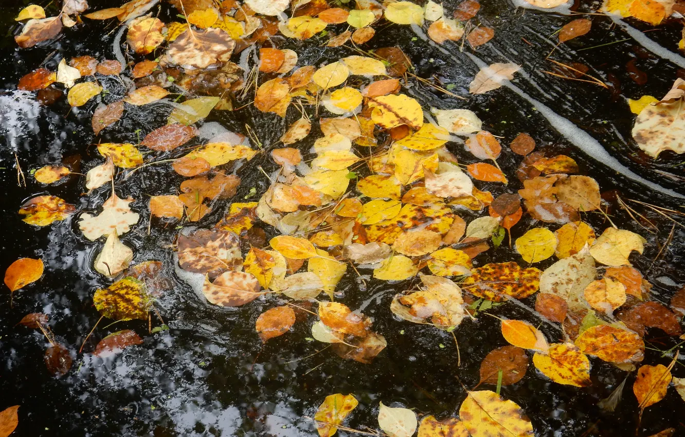 Photo wallpaper autumn, foam, leaves, nature, stream, widescreen, Wallpaper, stream