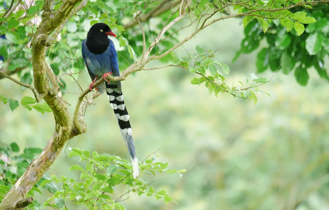 Photo wallpaper trees, bird, bright, tail