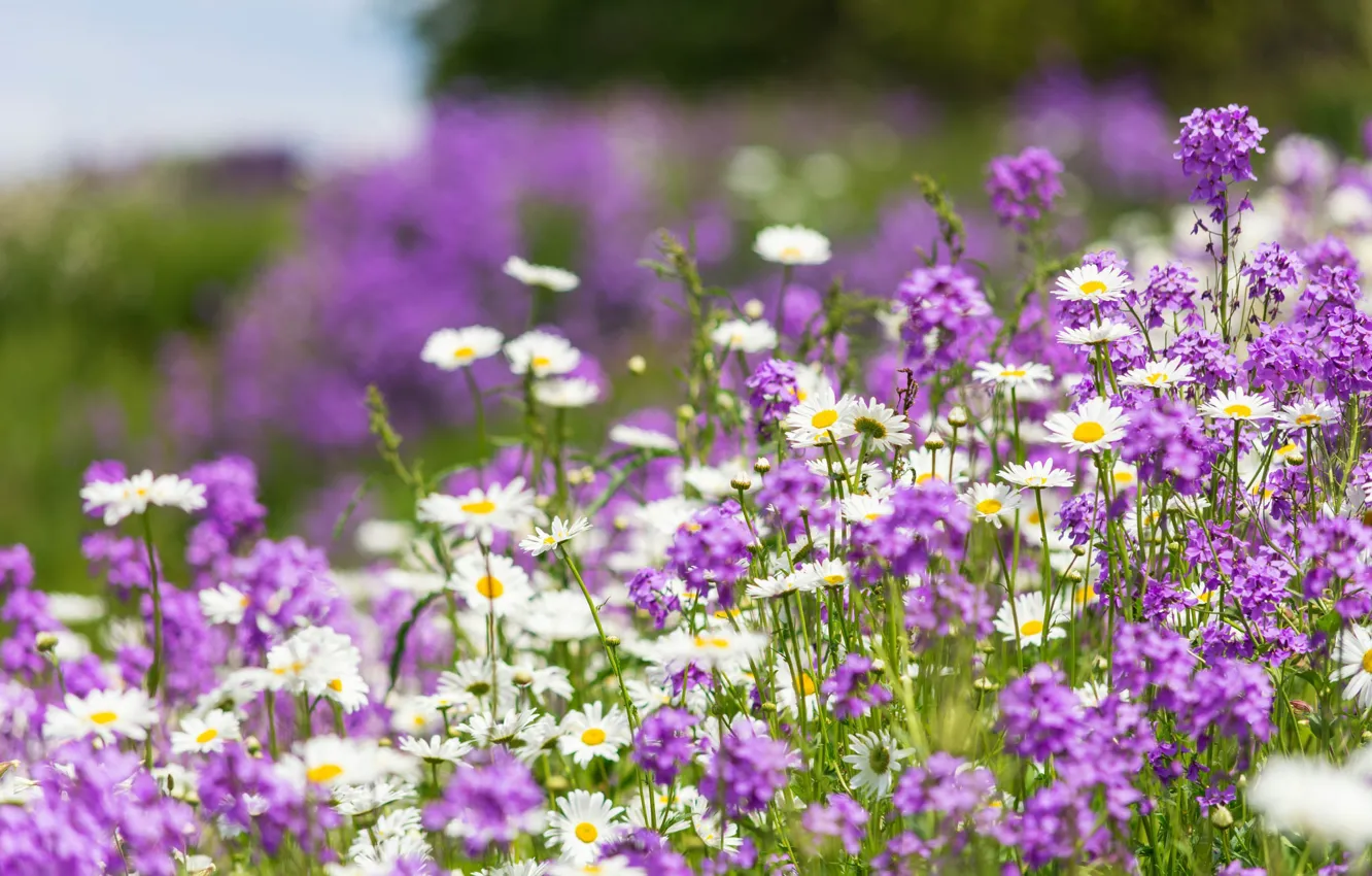 Photo wallpaper summer, chamomile, meadow