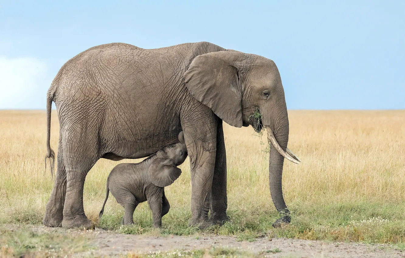 Photo wallpaper nature, elephant, Africa
