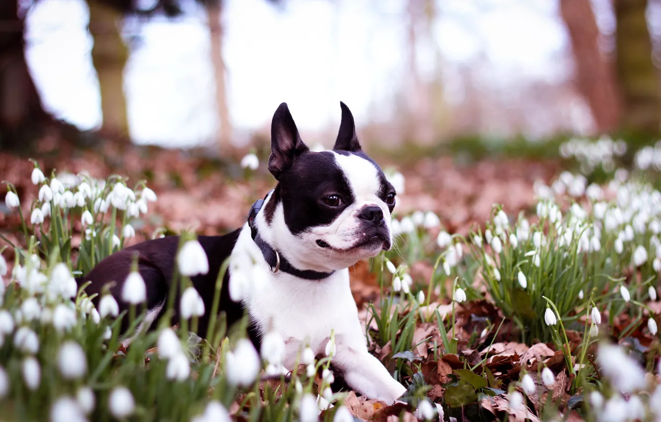 Photo wallpaper flowers, dog, spring
