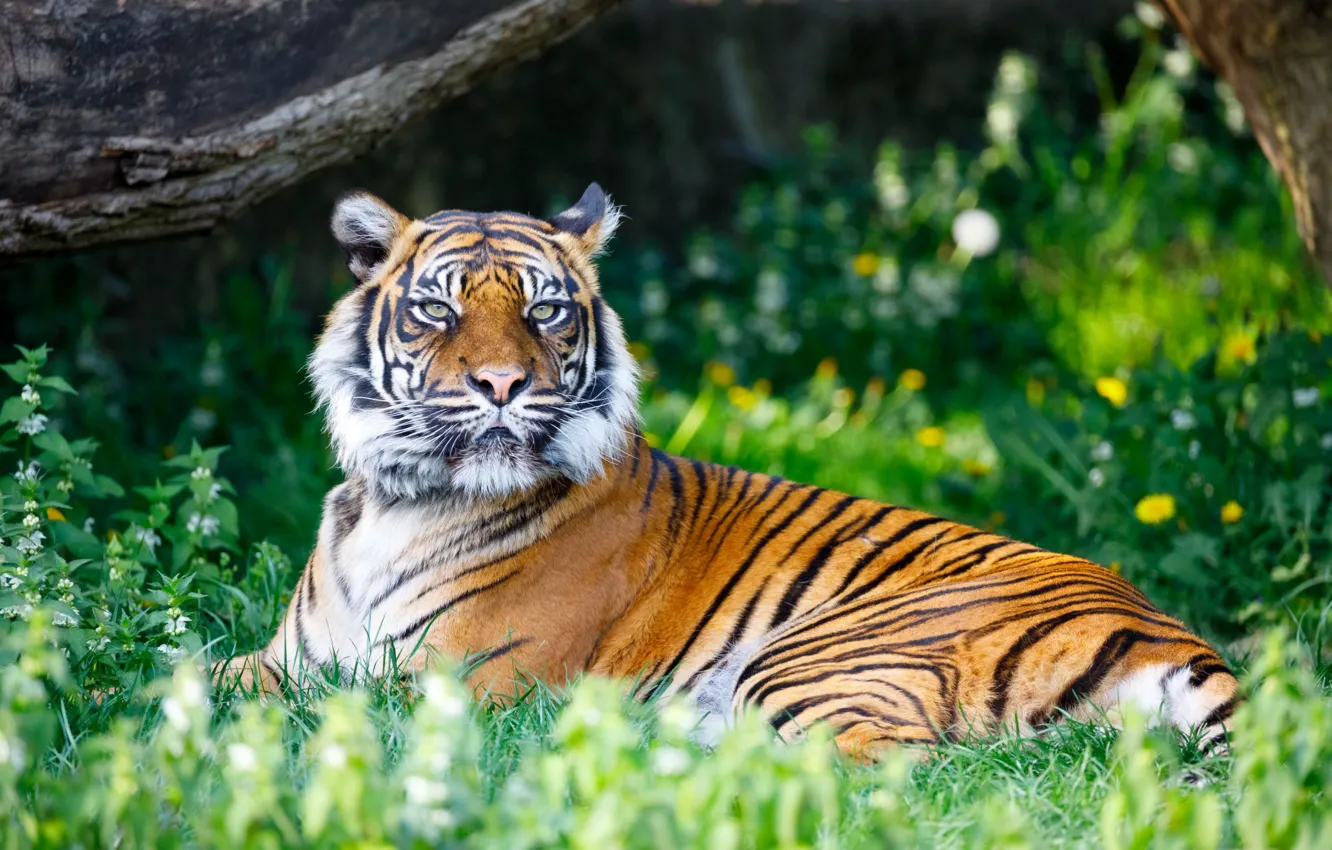 Photo wallpaper trees, flowers, lies, pose, look, nature, face, tiger