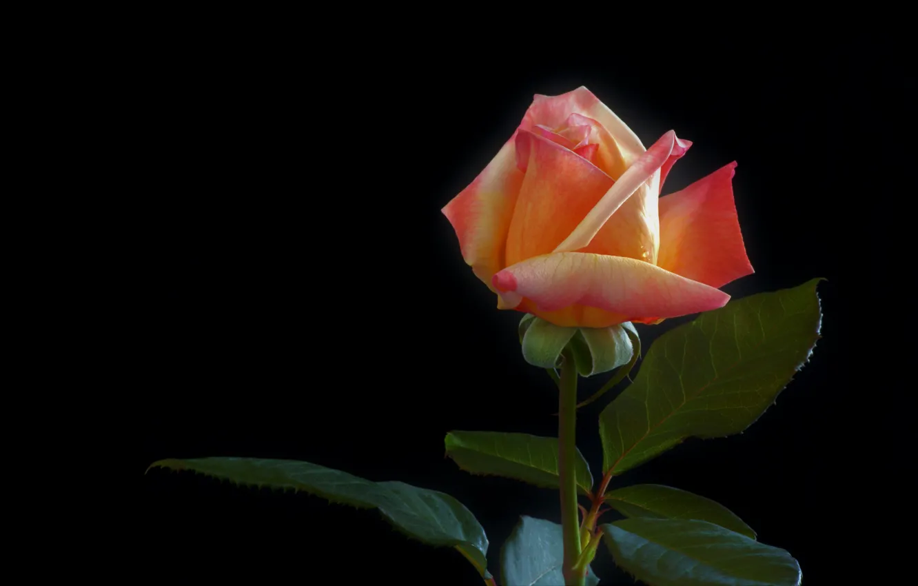 Photo wallpaper leaves, flowers, orange, roses, stem, black background, buds, salmon