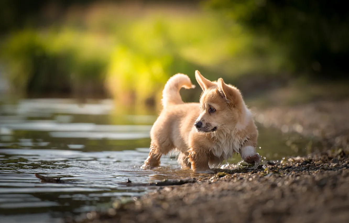 Photo wallpaper water, baby, puppy, Welsh Corgi