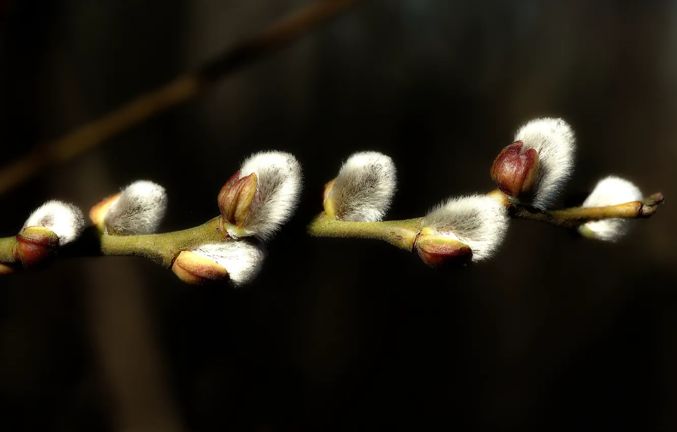 Photo wallpaper macro, branches, nature, the dark background, spring, kidney, Verba
