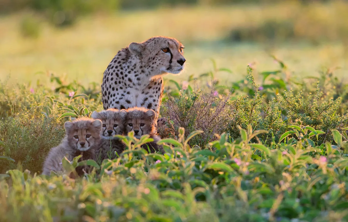 Photo wallpaper Cheetah, Africa, the bushes, Tanzania