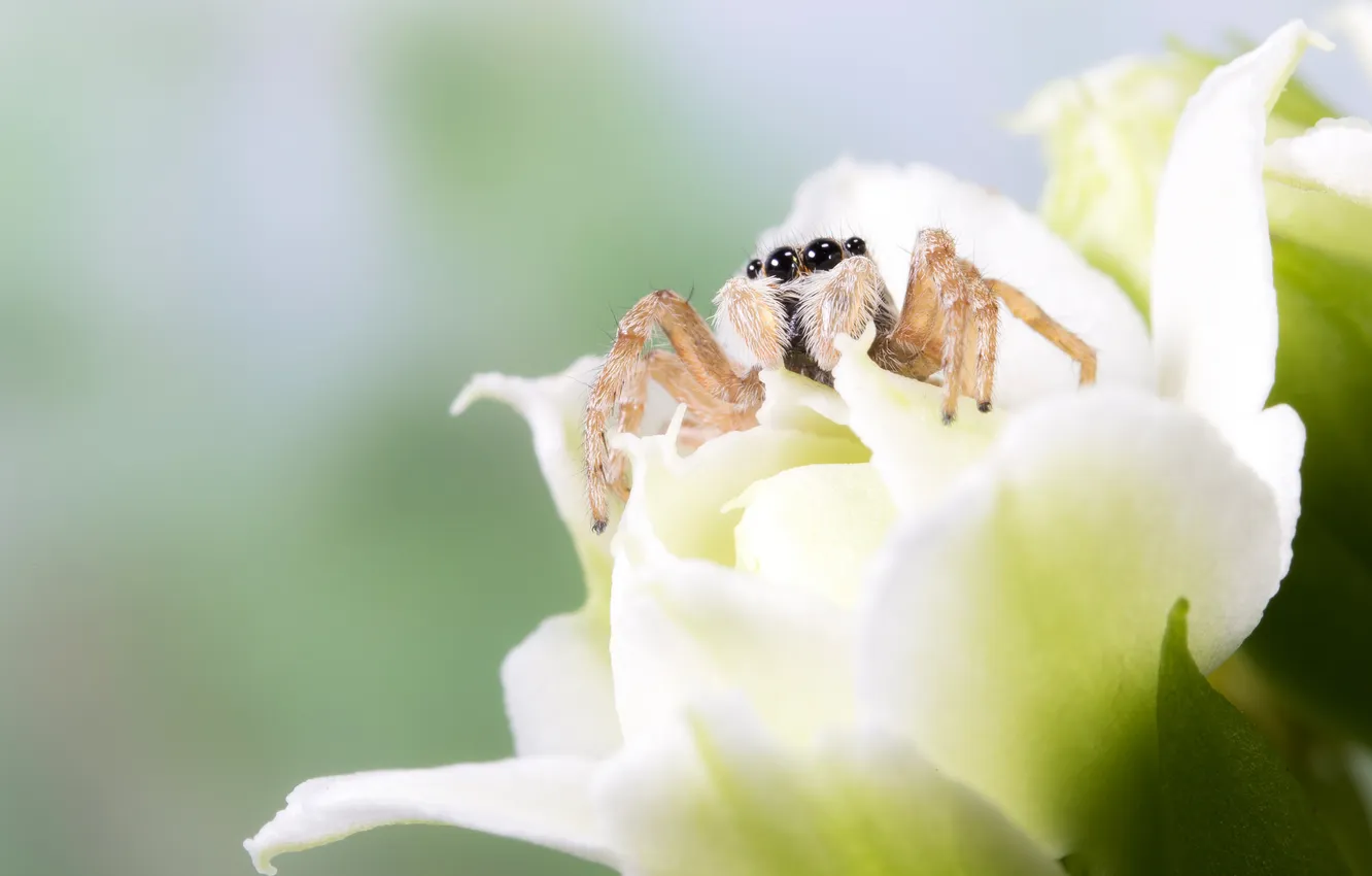 Photo wallpaper macro, flowers, spider
