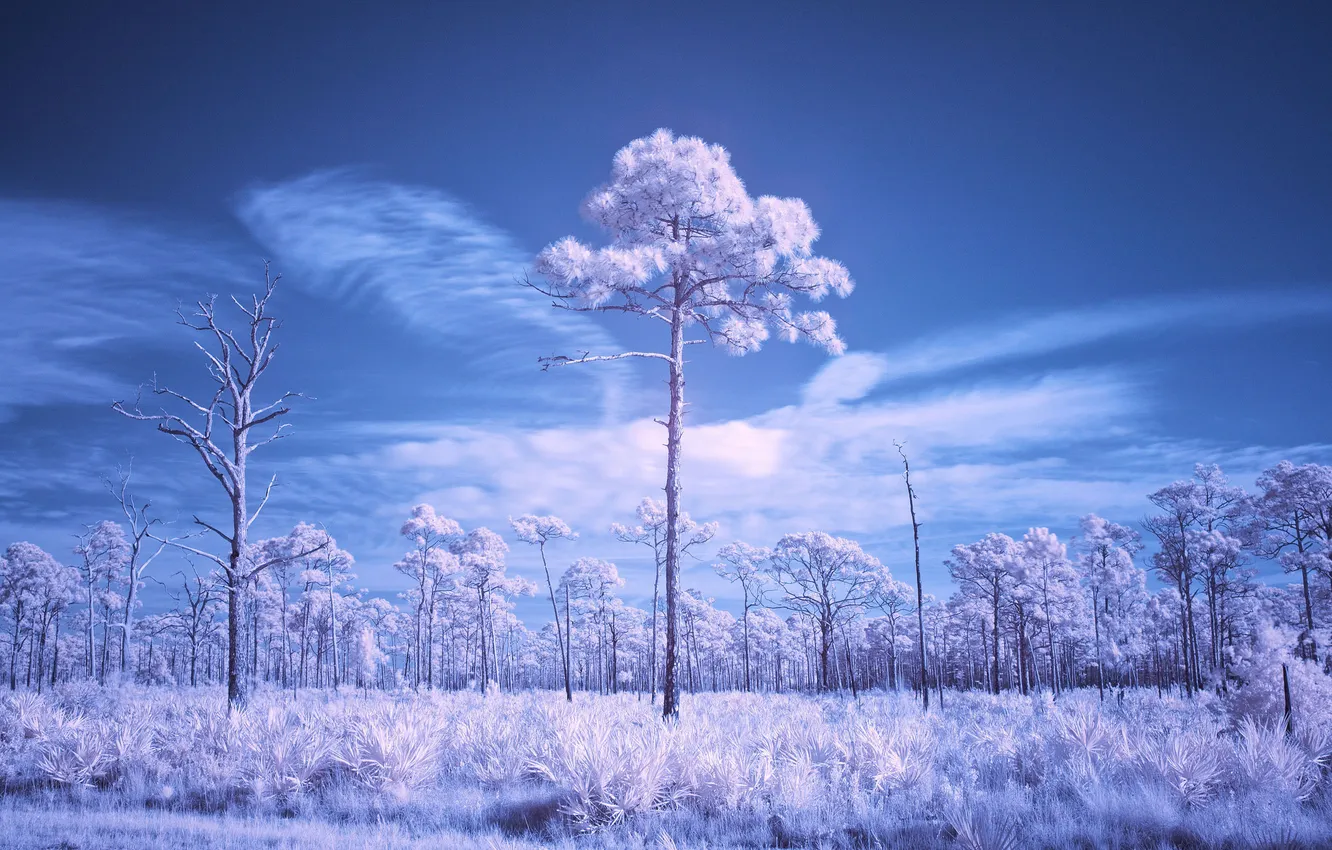 Photo wallpaper forest, the sky, grass, trees, Park, FL, National, Jonathan Dickinson