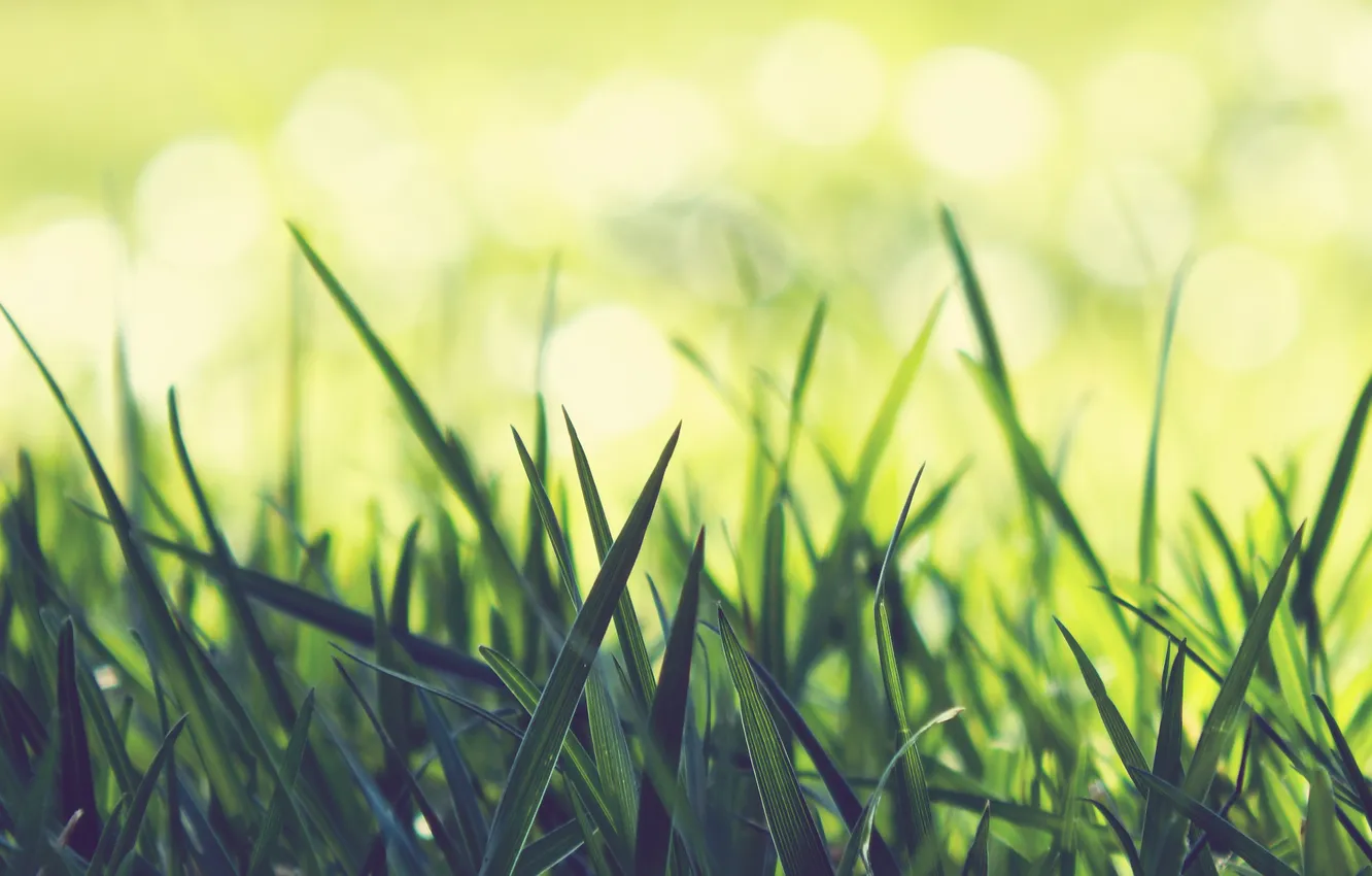 Photo wallpaper grass, macro, green