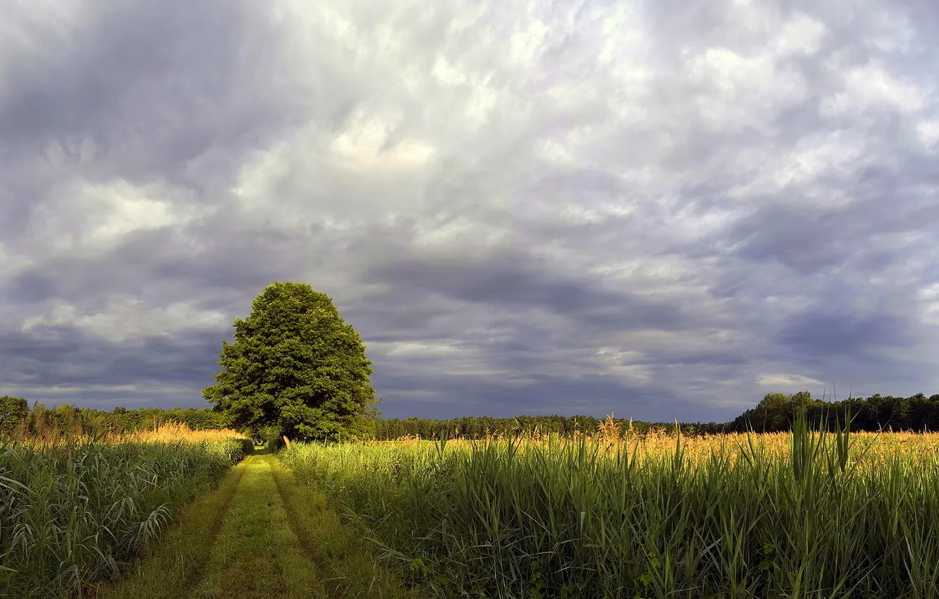 Photo wallpaper field, forest, trees, trail, dal, horizon