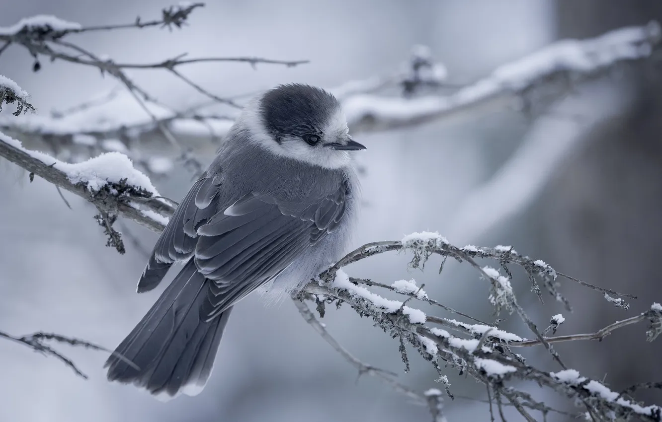 Photo wallpaper trees, branches, nature, background, bird