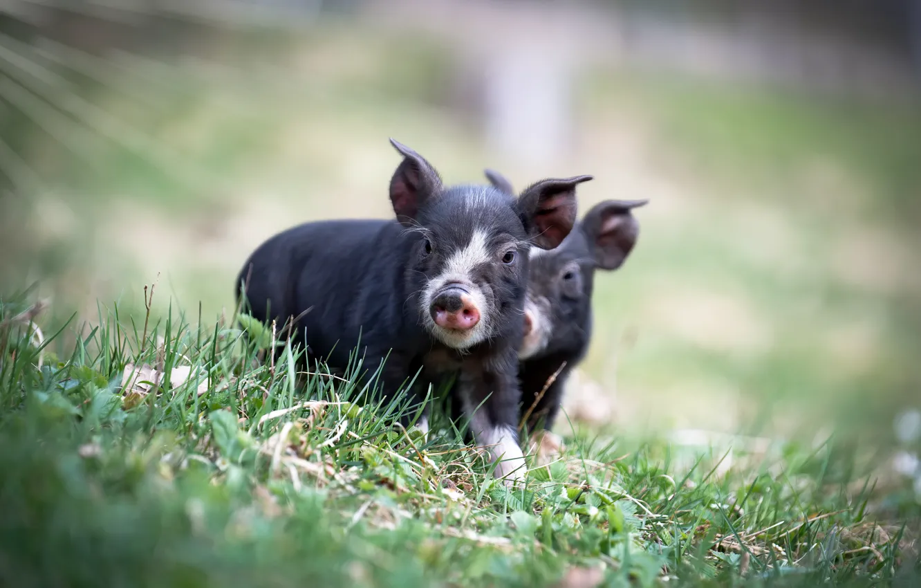 Photo wallpaper grass, light, nature, boar, kids, a couple, cubs, pigs