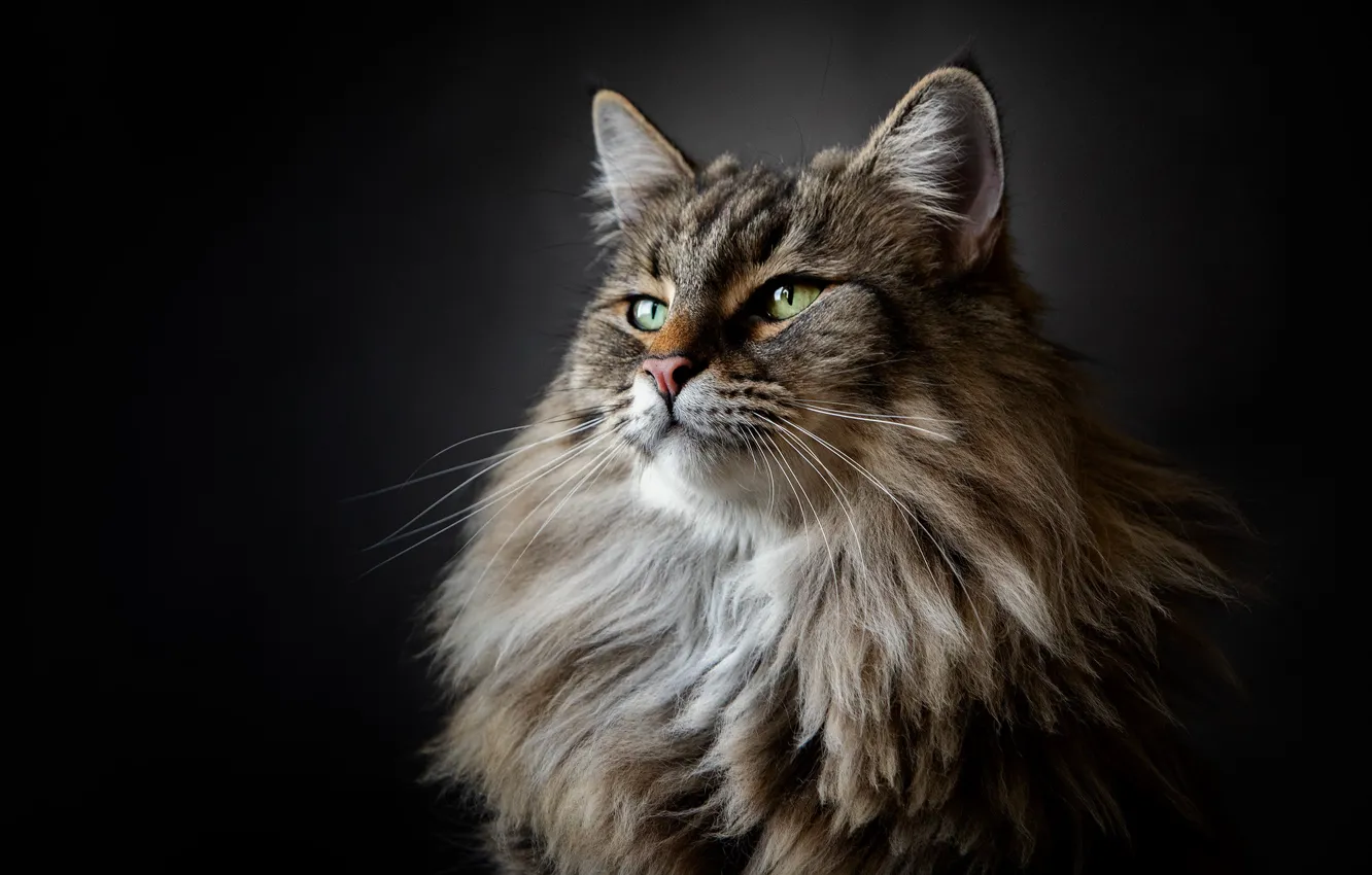 Photo wallpaper cat, background, portrait, fluffy