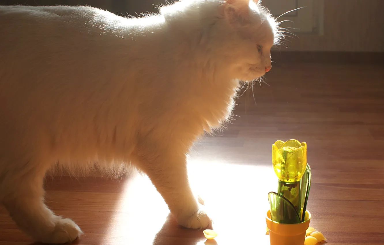 Photo wallpaper cat, animal, beast