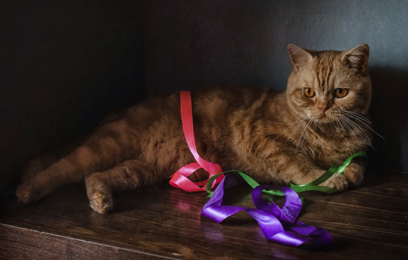 Photo wallpaper cat, red, tape