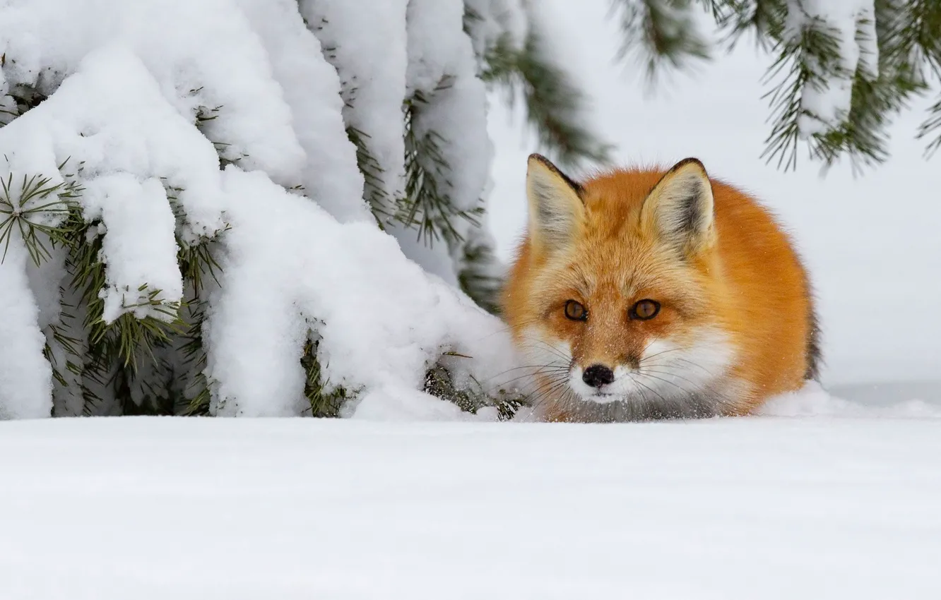 Photo wallpaper winter, face, snow, Fox, red, observation, in ambush