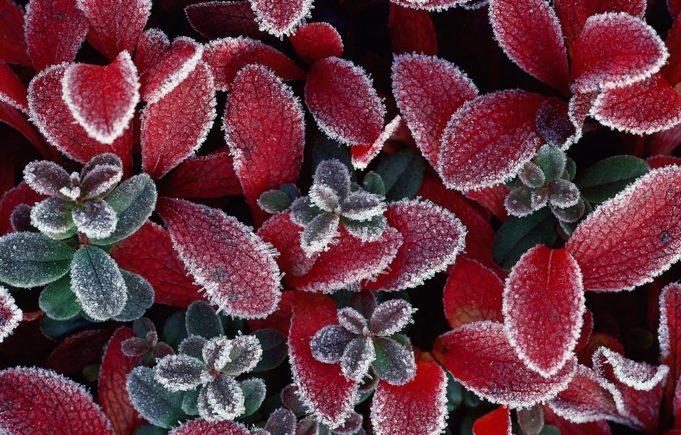 Photo wallpaper ice, red, Leaves