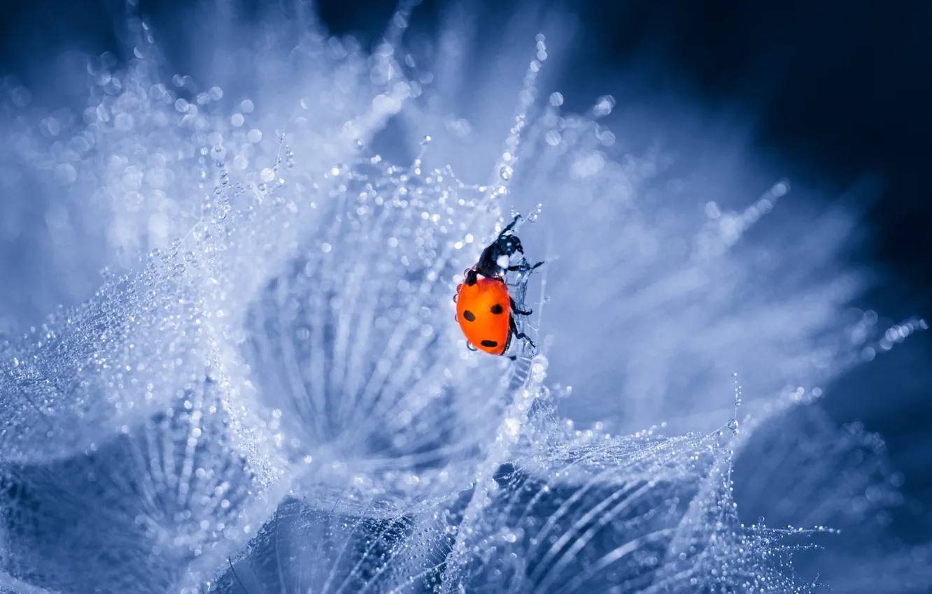 Photo wallpaper drops, macro, glare, dandelion, ladybug, bokeh