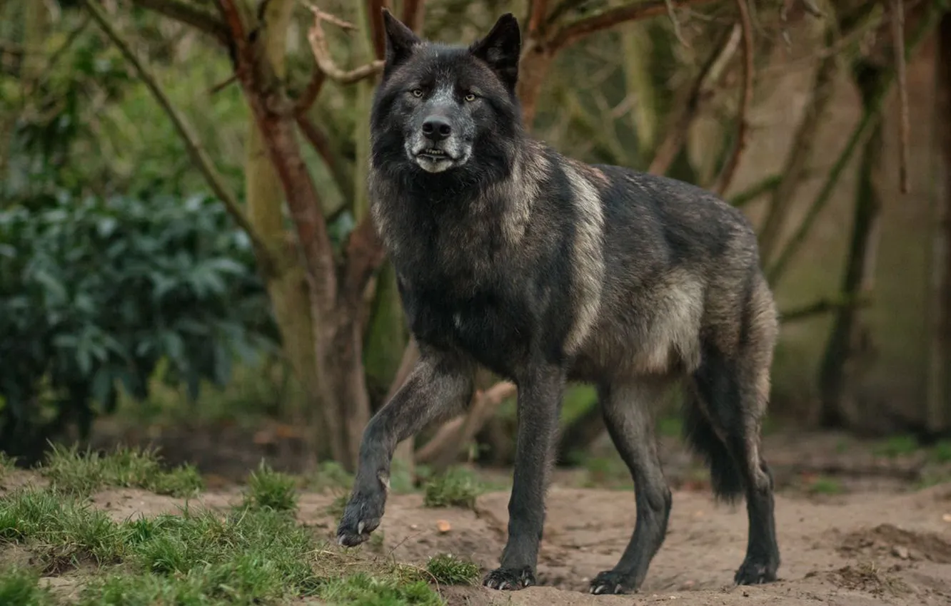 Photo wallpaper nature, Gray Wolf, face, animal, wolf, canis lupus, wildlife, head