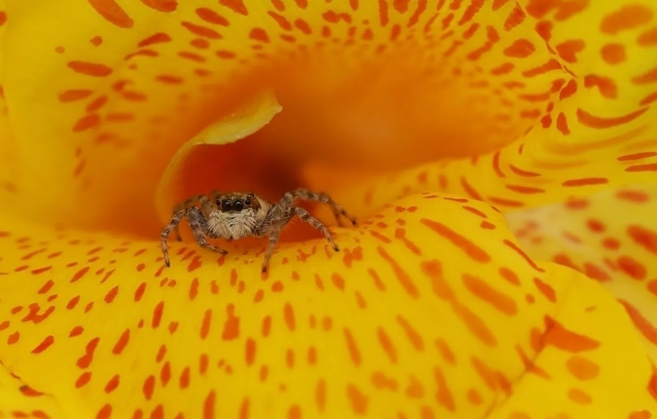 Photo wallpaper flowers, spider, jumper, spider